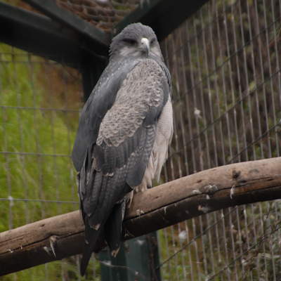 Aguilucho (1) Aguilucho (1)