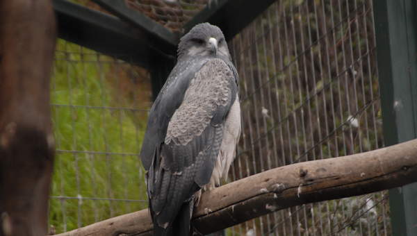 Aguilucho (1) Aguilucho (1)