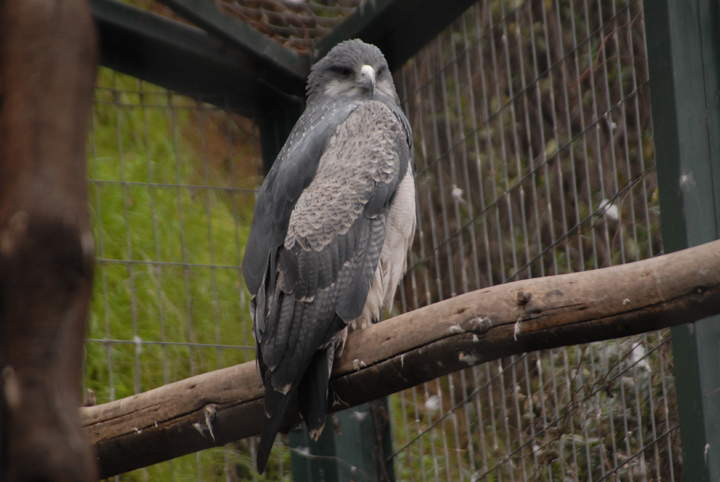 Aguilucho (1) Aguilucho (1)