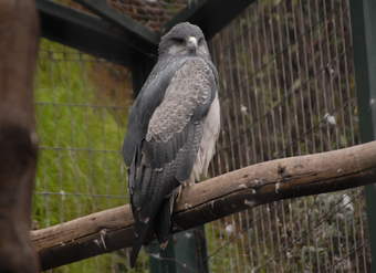 Aguilucho (1) Aguilucho (1)