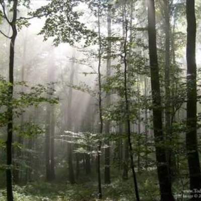 Coro de los cazadores de la ópera El cazador furtivo Coro de los cazadores de la ópera El cazador furtivo