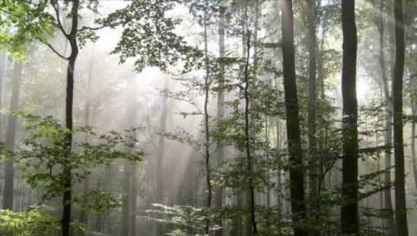 Coro de los cazadores de la ópera El cazador furtivo Coro de los cazadores de la ópera El cazador furtivo