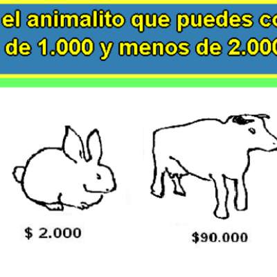 ¿Qué animal puedo comprar? ¿Qué animal puedo comprar?