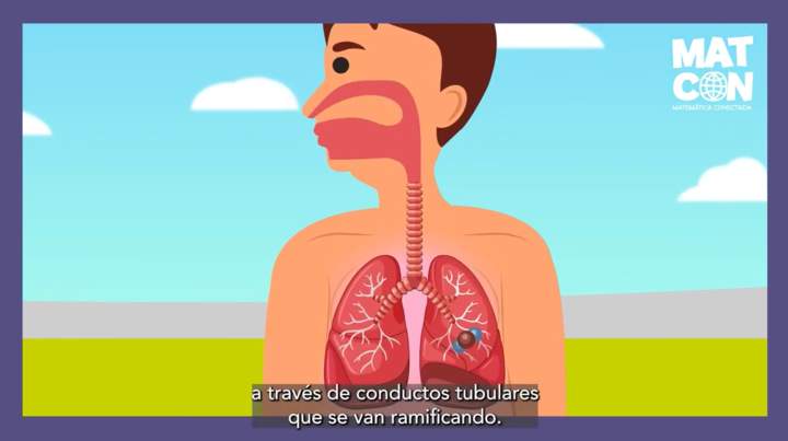 Video Árbol bronquial