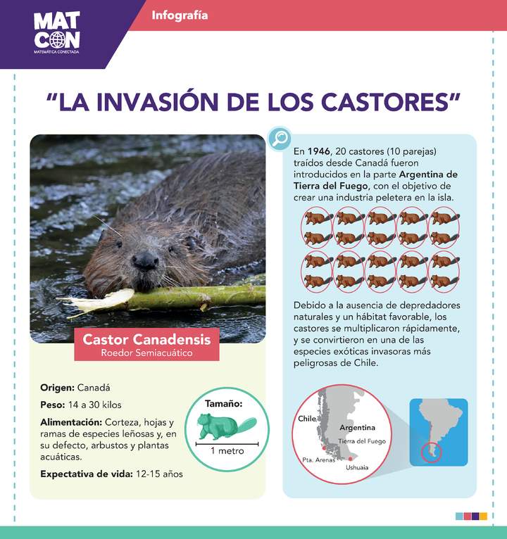 Infografía: Población de Castores