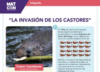 Infografía: Población de Castores