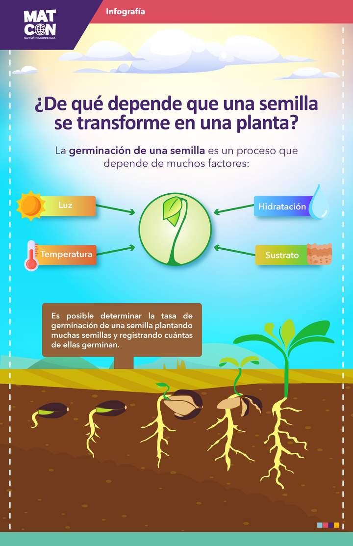 Infografía: Germinación de Semillas