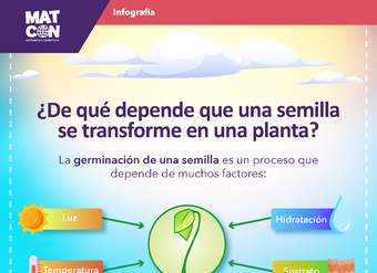 Infografía: Germinación de Semillas