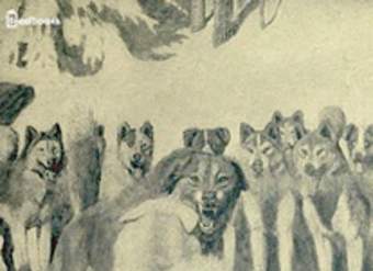 La llamada de la selva