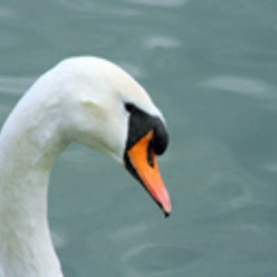 El patito feo El patito feo