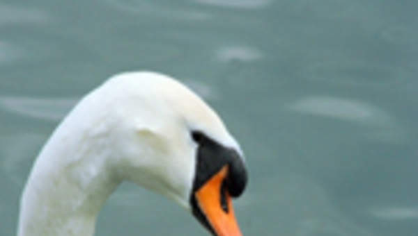 El patito feo El patito feo