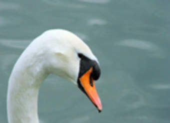 El patito feo El patito feo