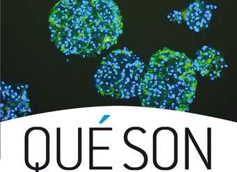 Qué son las células madre Qué son las células madre