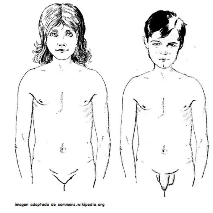 cambios físicos en la pubertad cambios físicos en la pubertad