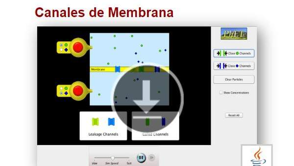 Canales de Membrana Canales de Membrana