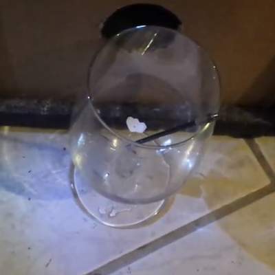 Copa bajo frecuencia natural Copa bajo frecuencia natural