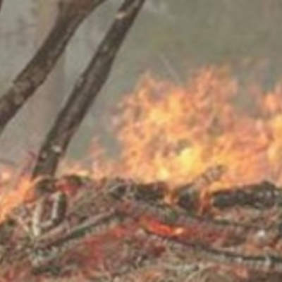 Actividad 1. Nuestros bosques: ¿en amenaza? Actividad 1. Nuestros bosques: ¿en amenaza?