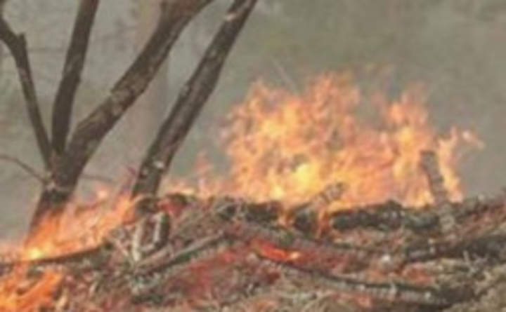 Actividad 1. Nuestros bosques: ¿en amenaza? Actividad 1. Nuestros bosques: ¿en amenaza?