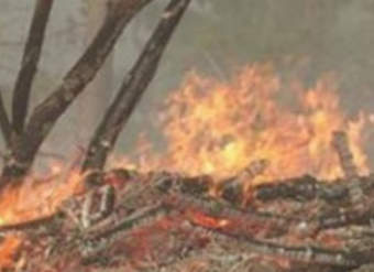 Actividad 1. Nuestros bosques: ¿en amenaza? Actividad 1. Nuestros bosques: ¿en amenaza?