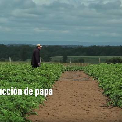 Producción de papa Producción de papa