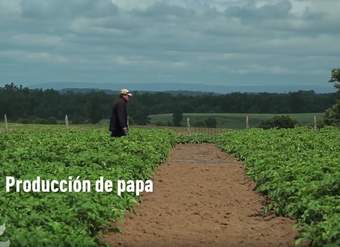 Producción de papa Producción de papa