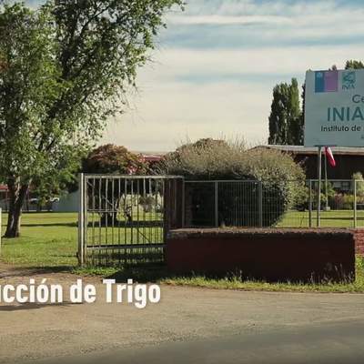 Producción de trigo Producción de trigo