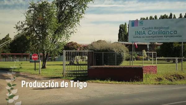 Producción de trigo