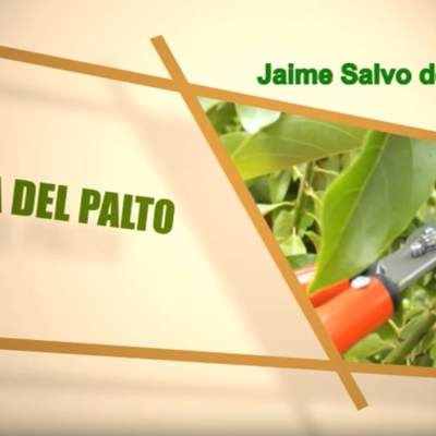 Poda del palto Poda del palto