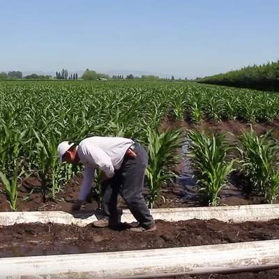 Riego por surco mediante pulsos Riego por surco mediante pulsos