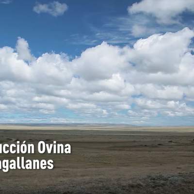 Producción ovina en Magallanes Producción ovina en Magallanes