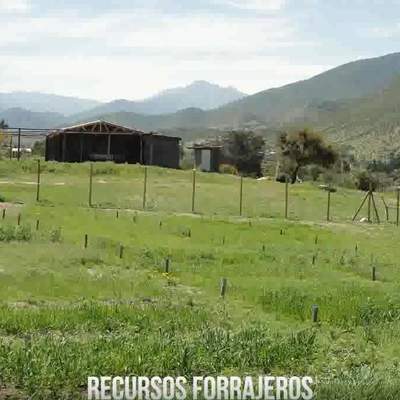 Forrajes para zonas con escasez hídrica Forrajes para zonas con escasez hídrica