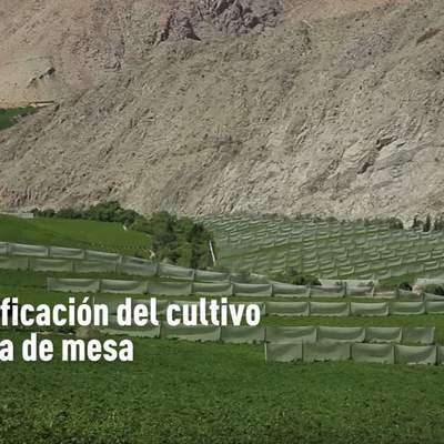 Tecnificación del cultivo de uva de mesa Tecnificación del cultivo de uva de mesa