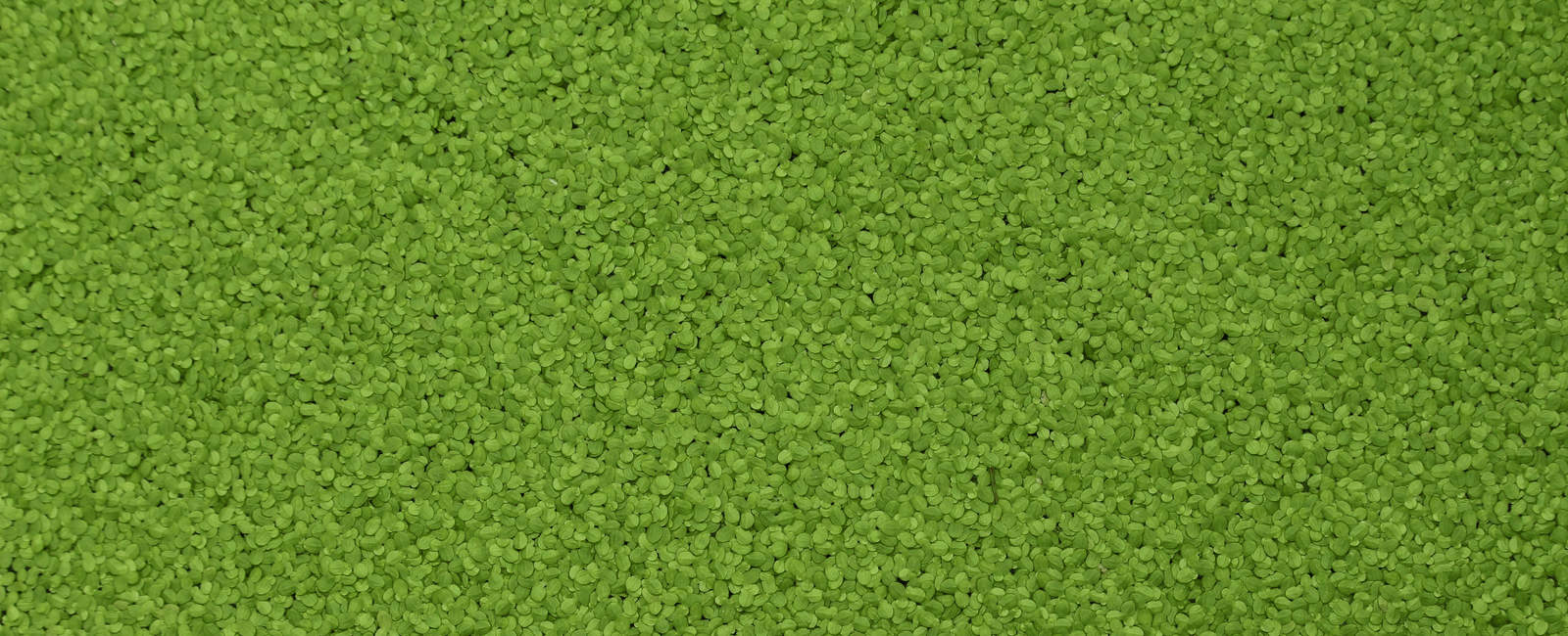 Funciones exponencial y logarítmica