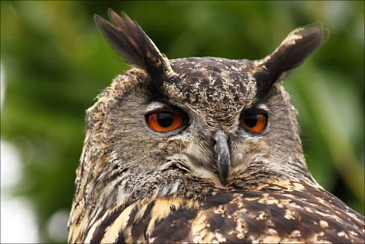 Desigualdades en una recta numérica