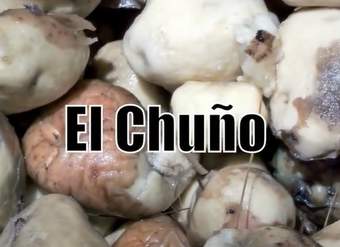 Video de actividad sugerida - LC02 - Aymara – U3 - N°11: Conversan sobre el proceso de elaboración de la papa chuño utilizando el idioma aymara.