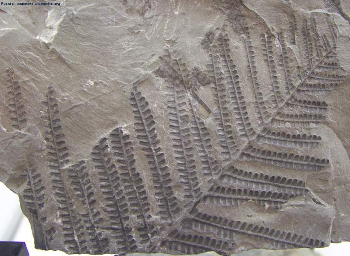 Fósil de un helecho del carbonífero