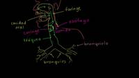 Los pulmones y el sistema respiratorio | Biología humana | Biología | Khan Academy en Español