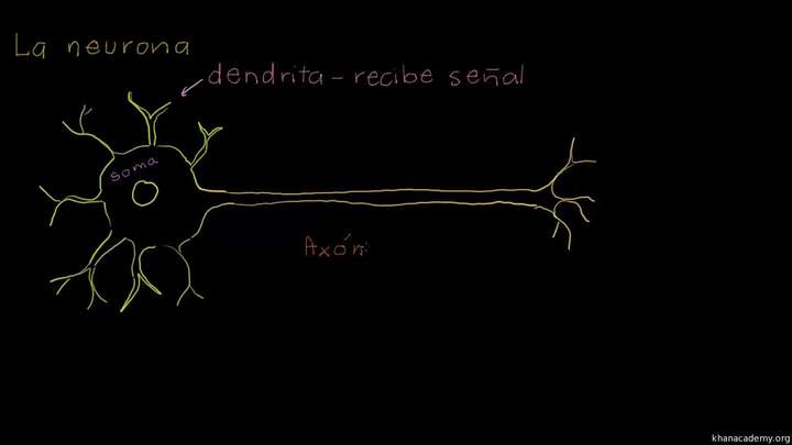Anatomía de una neurona