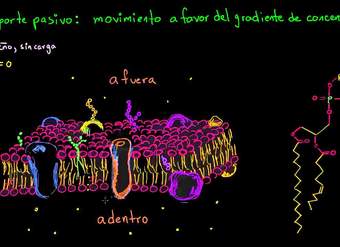 Transporte pasivo y permeabilidad selectiva | Biología | Khan Academy en Español