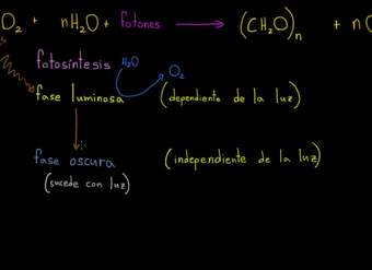 Fotosíntesis | Fotosíntesis | Biología | Khan Academy en Español