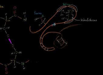 Estructura terciaria de las proteínas | Macromoléculas | Biología | Khan Academy en Español