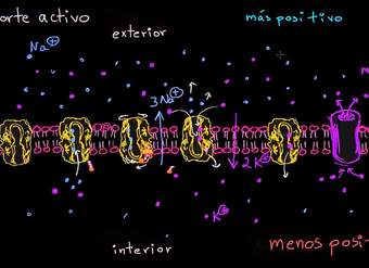 Bomba de sodio-potasio | Membranas y transporte | Biología | Khan Academy en Español