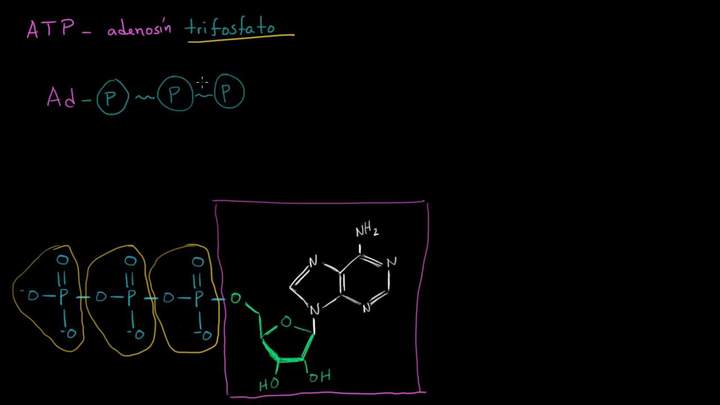 ATP: adenosín trifosfato | Energía y enzimas | Biología | Khan Academy en Español