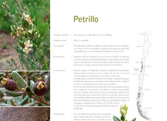 Myrceugenia correifolia