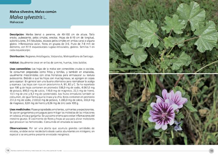 Malva sylvestris