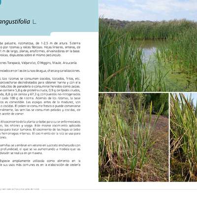 Typha angustifolia