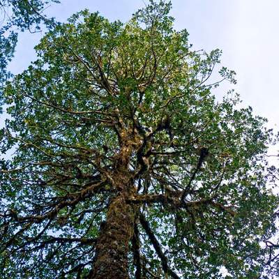 Laureliopsis philippiana