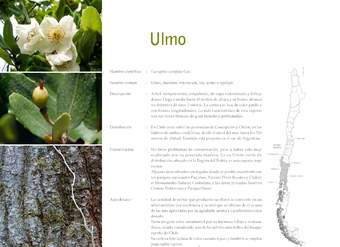 Eucryphia cordifolia