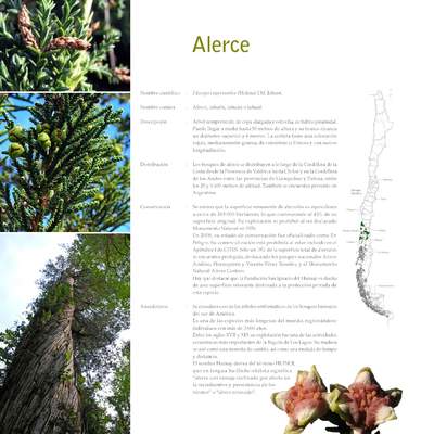 Fitzroya cuppresoides