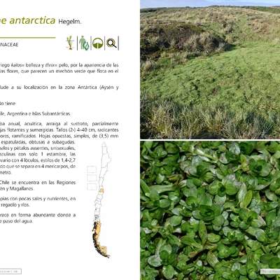 Callitriche antarctica